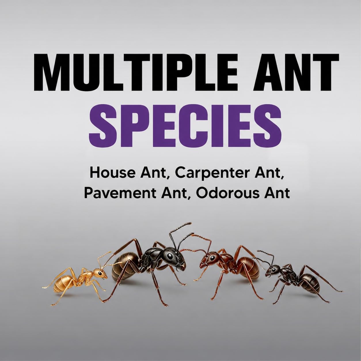 JYEVEWA Ant Away individual pack with white colour