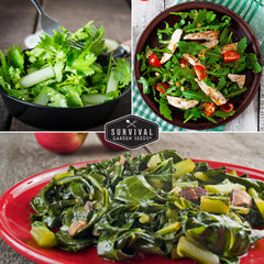 Kale seeds included in the 10 Power Greens Seed Pack