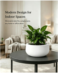 Kante 11-inch white concrete planter with succulent