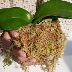 Kapecute Sphagnum Moss expanded in water