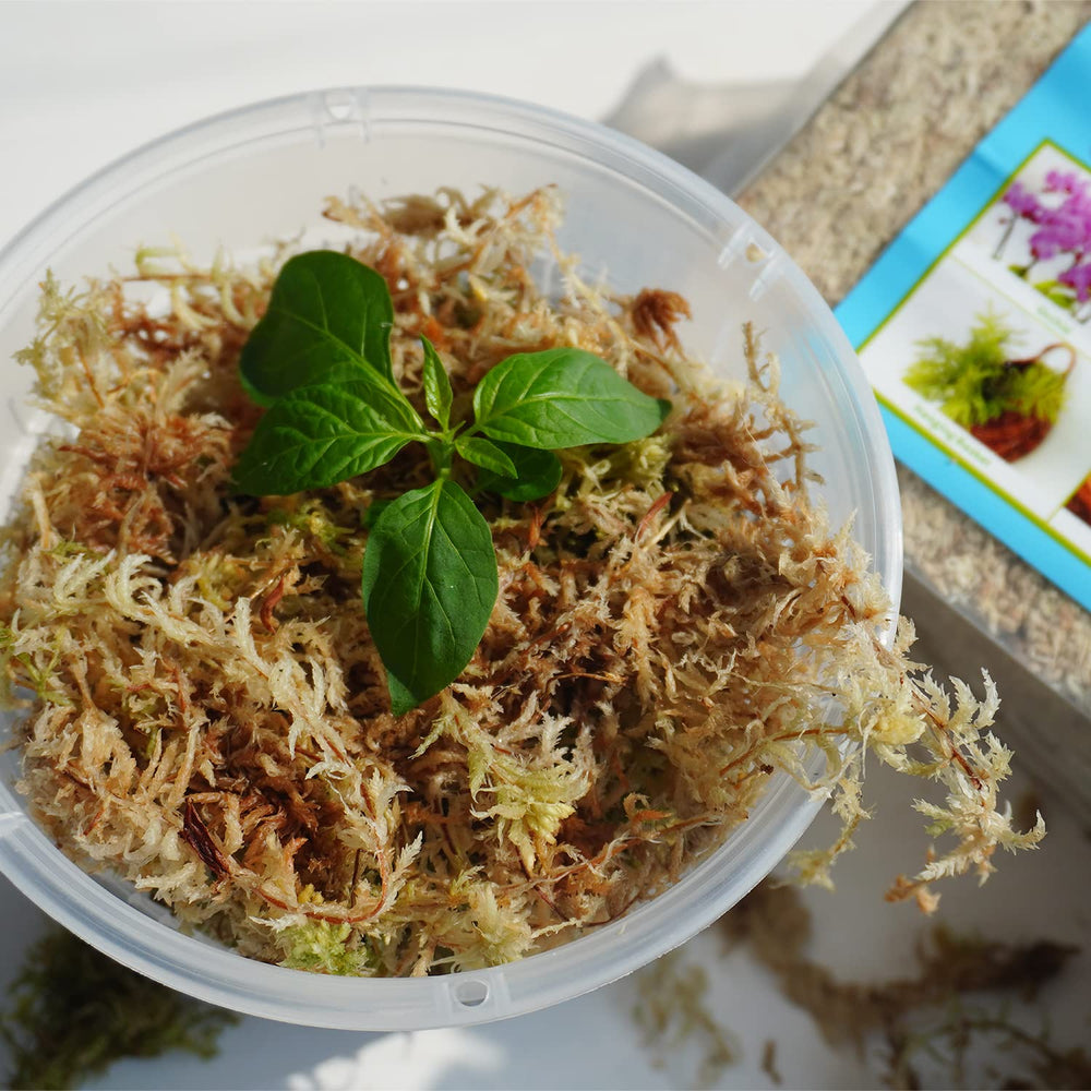 Kapecute Sphagnum Moss texture close-up