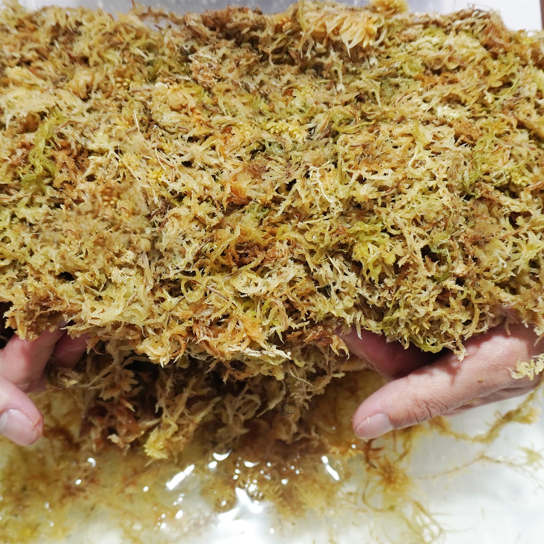 Kapecute Sphagnum Moss used for orchids