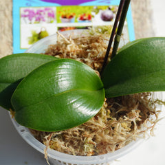 Kapecute Sphagnum Moss used in potting plants