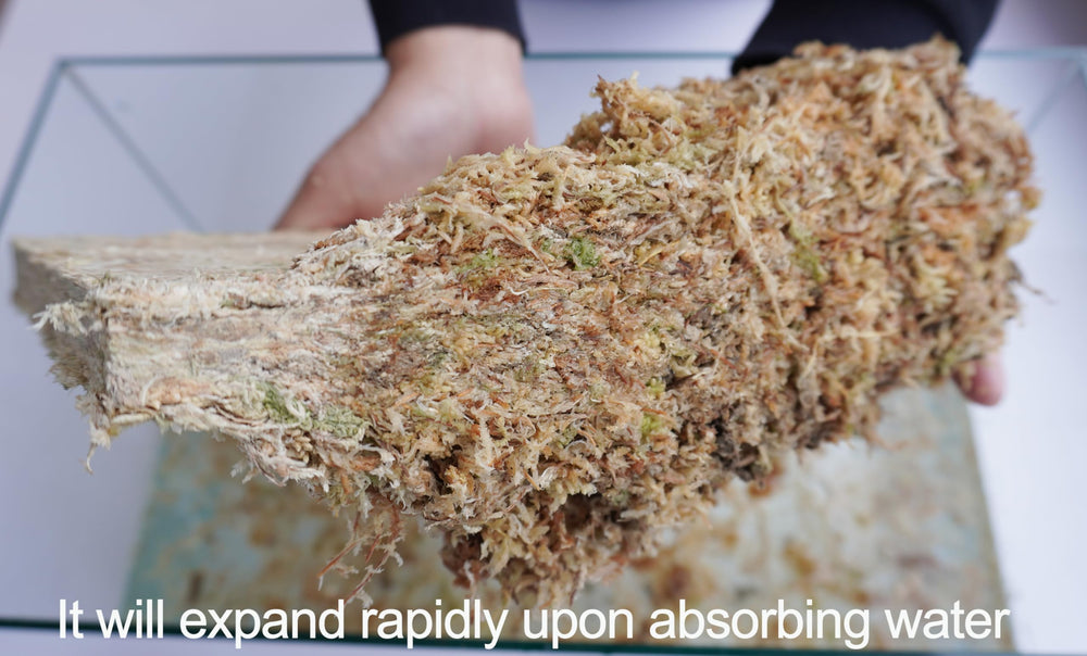 Kapecute Sphagnum Moss with plants