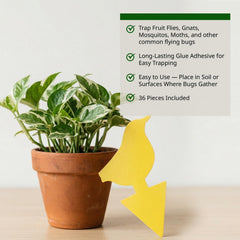 Kate's Home & Garden Fruit Fly Traps packaging details