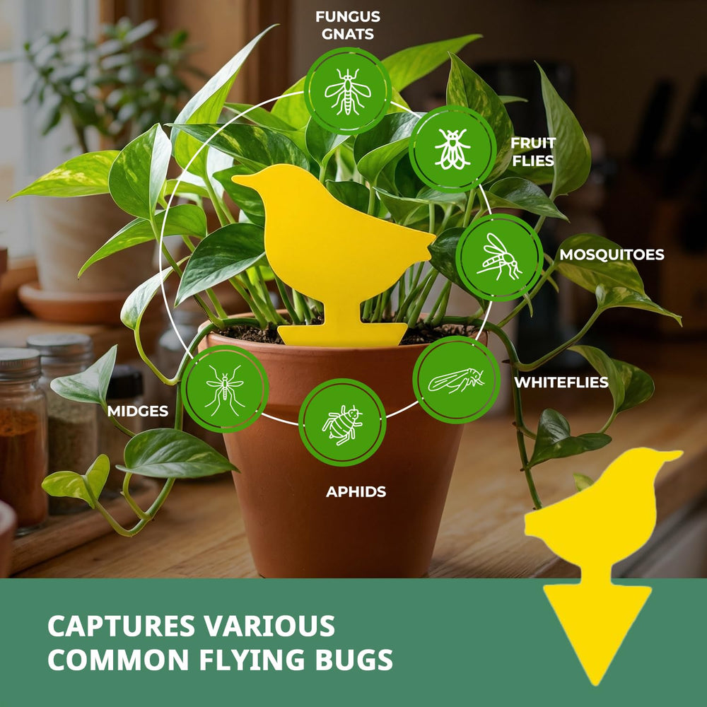 Kate's Home & Garden Fruit Fly Traps showing adhesive surface