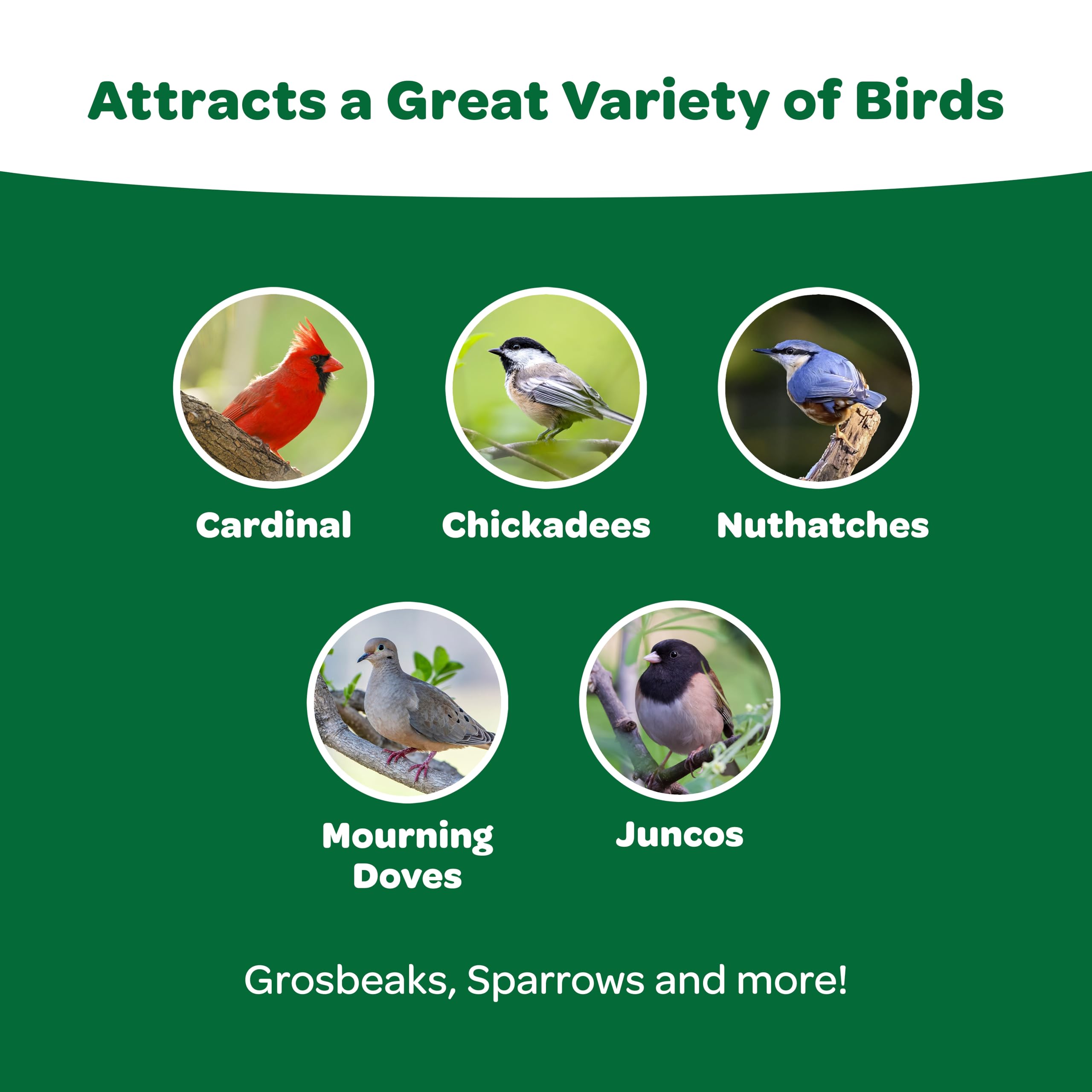 Kaytee Essentials Blend Wild Bird Seed Mix in a bird feeder