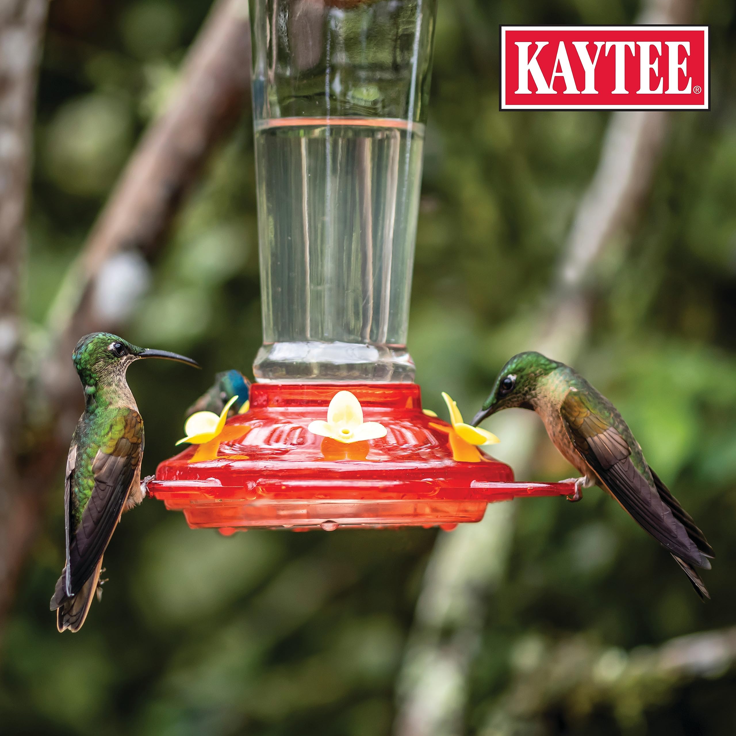 Kaytee Hummingbird ElectroNectar liquid texture
