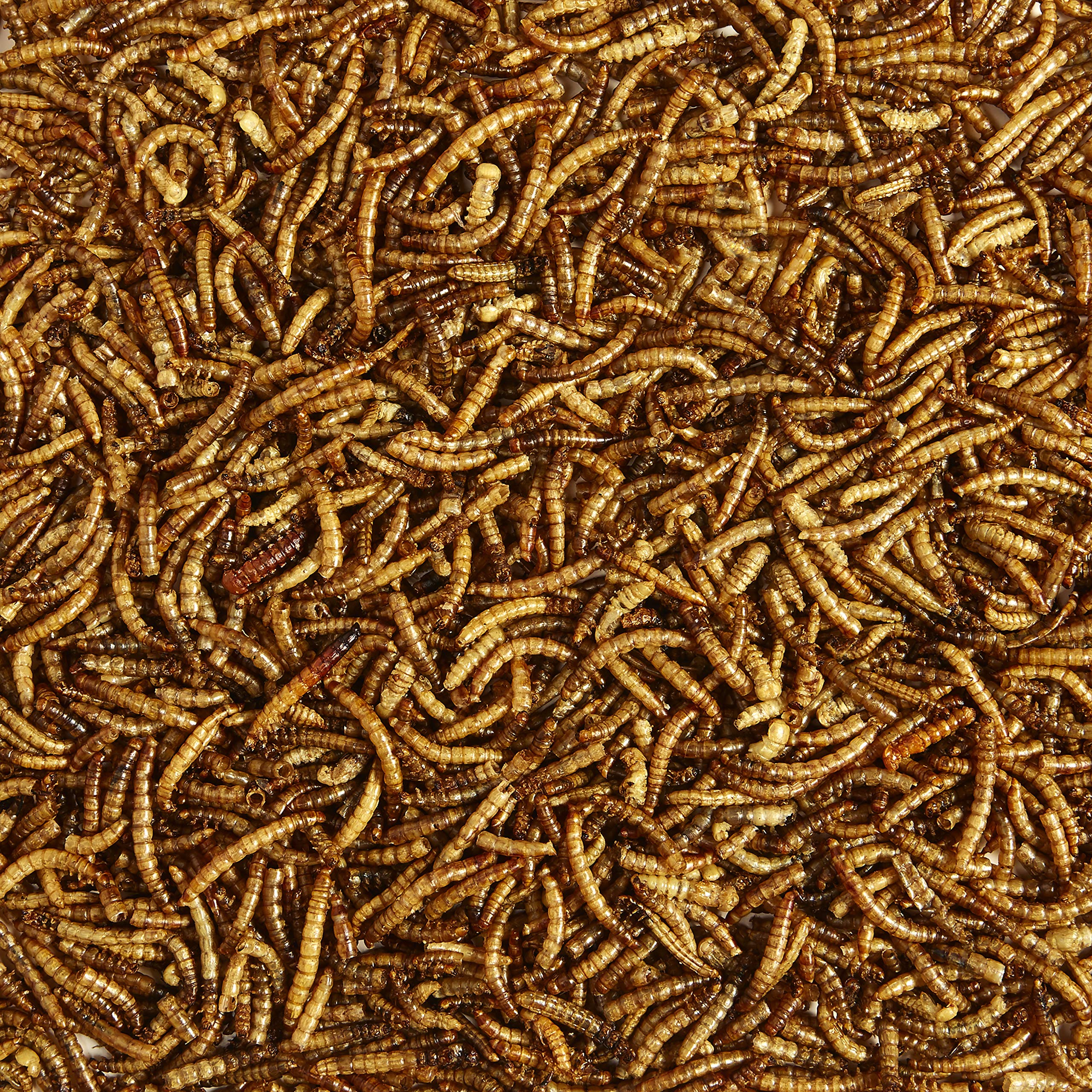 Kaytee Mealworms in feeder with bluebirds