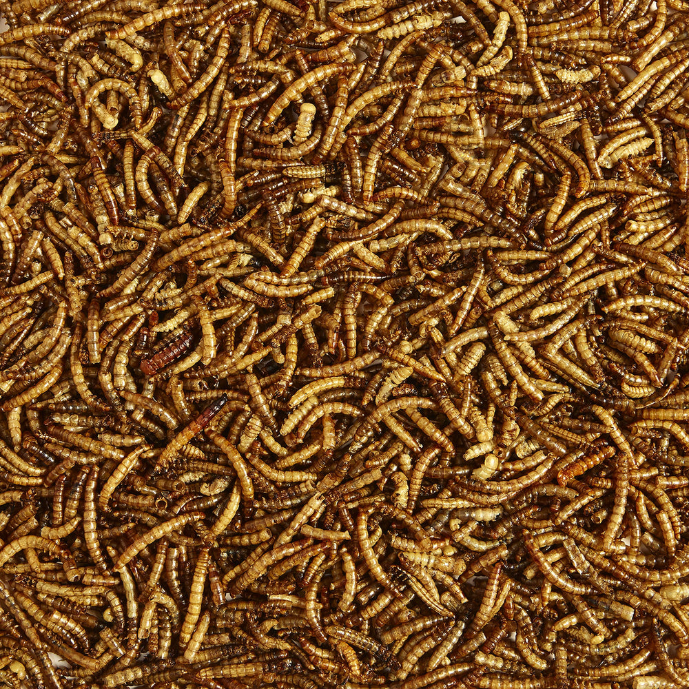 Kaytee Mealworms in feeder with bluebirds