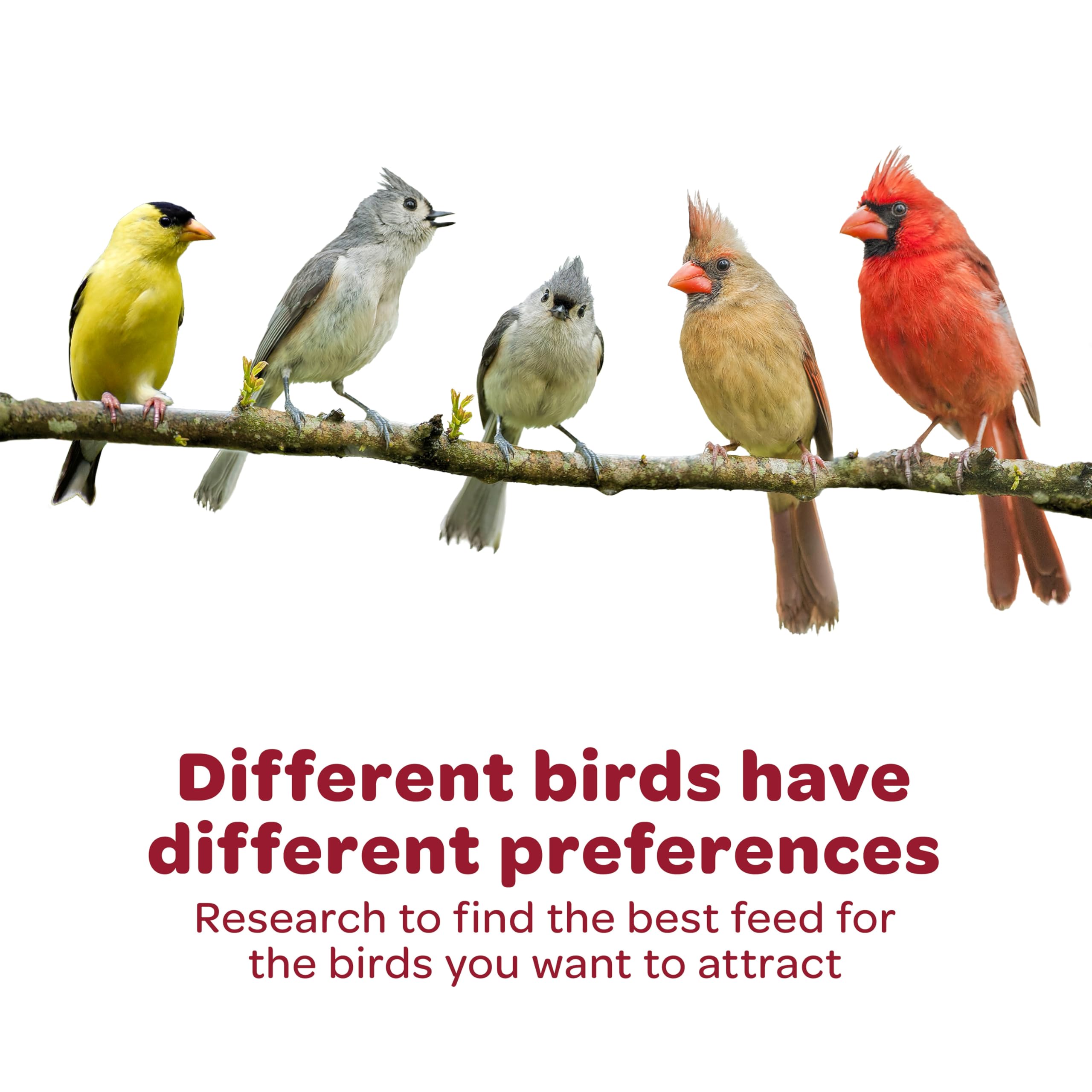 Kaytee Southern Regional Wild Bird Blend packaging details