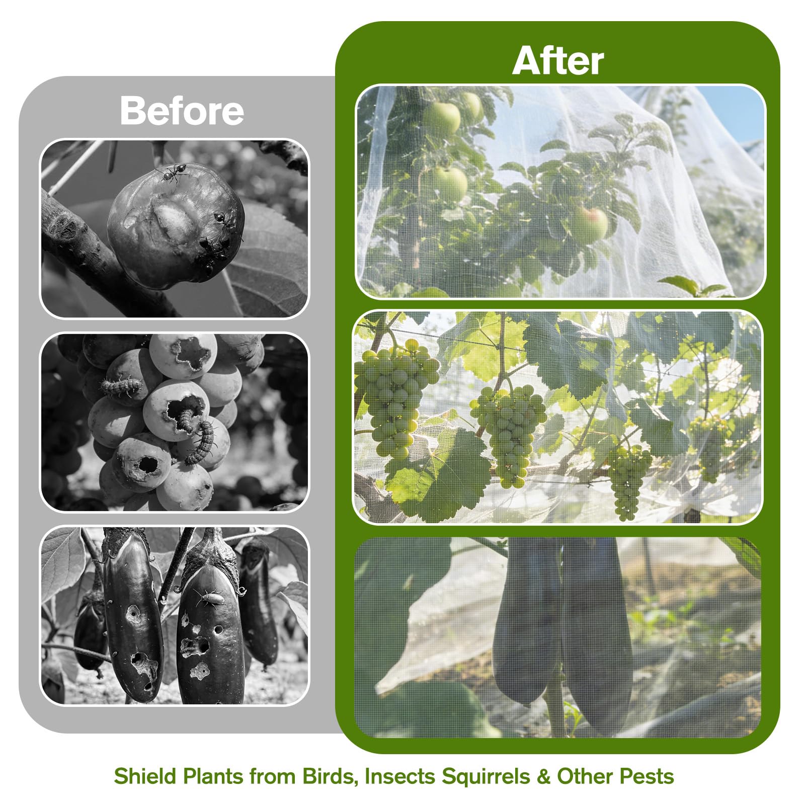 KEOHOLI fruit tree netting covering a peach tree