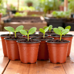 KINGLAKE red nursery pots showing drainage holes