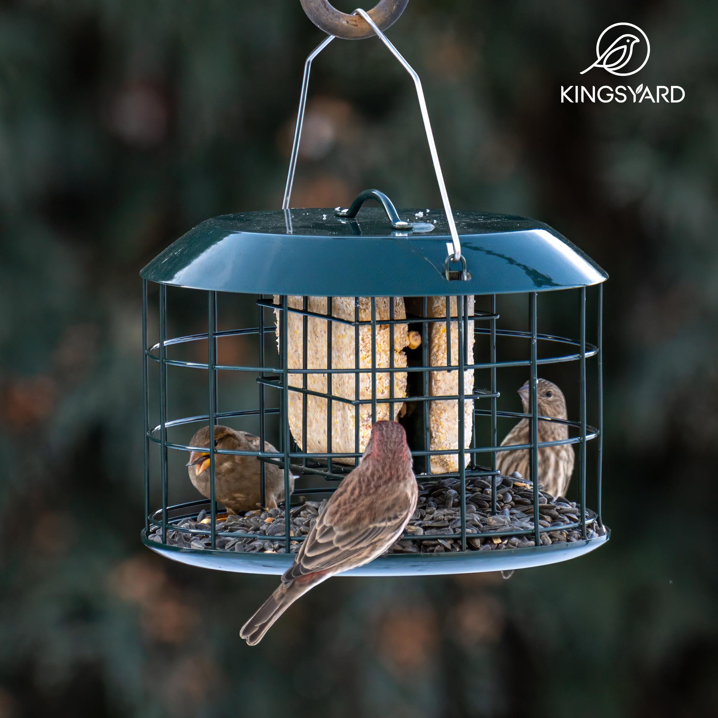 Kingsyard Squirrel Proof Suet Feeder with top baffle for weather protection