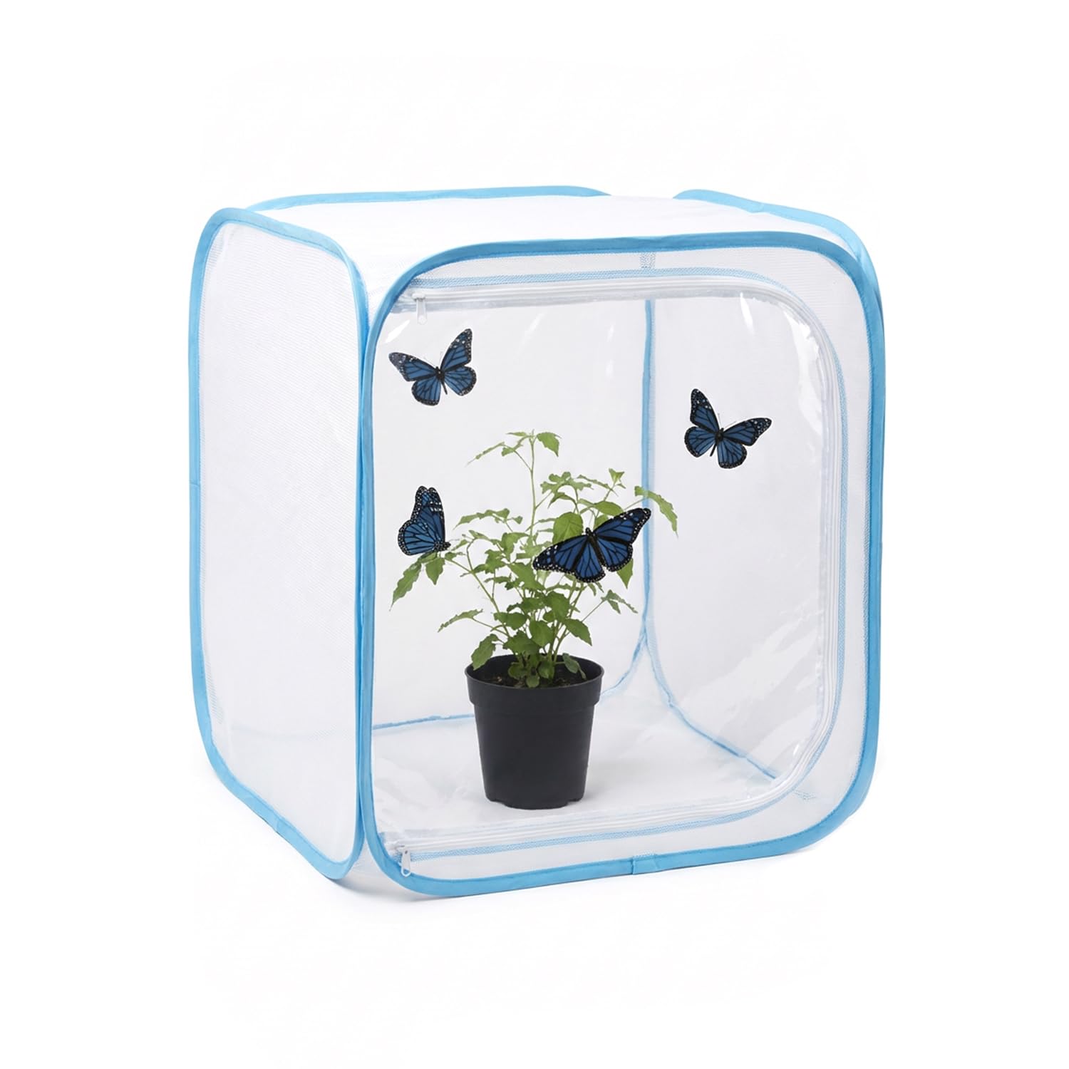 KraAra habitat with butterflies emerging from chrysalises