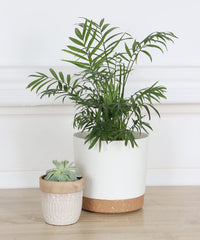 kubvici 8 inch white indoor plant pot with succulent