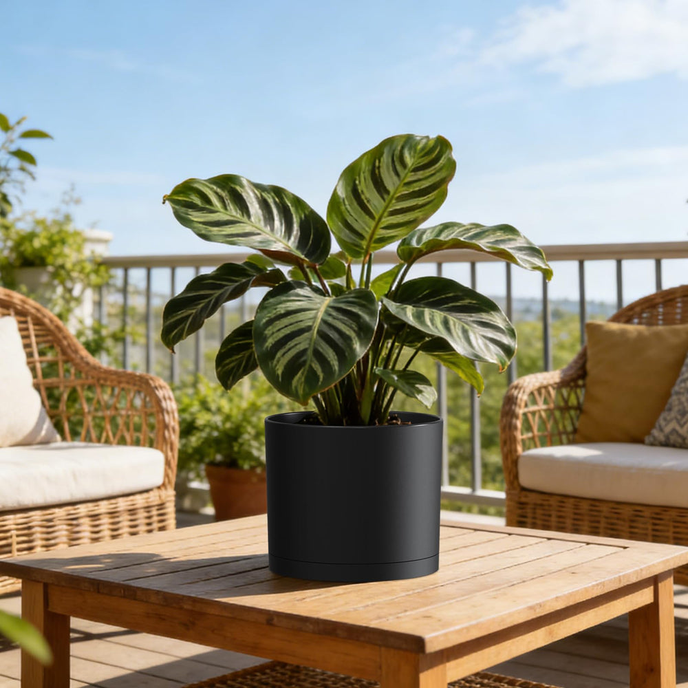 KUGAZ plant pots with plants arranged in a home decor