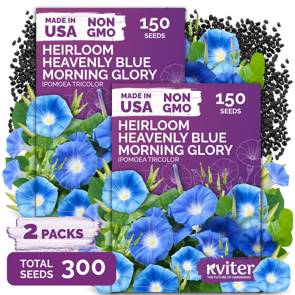 KVITER 300 Heavenly Blue Morning Glory Seeds package front view