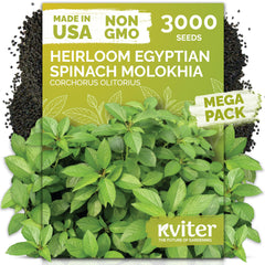 KVITER 3000 Egyptian Spinach Seeds packet front view