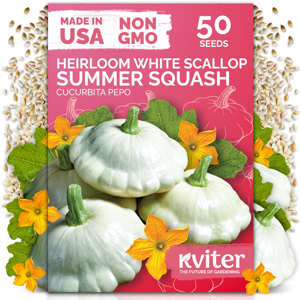 KVITER 50 White Patty Pan Squash Seeds packaging front view