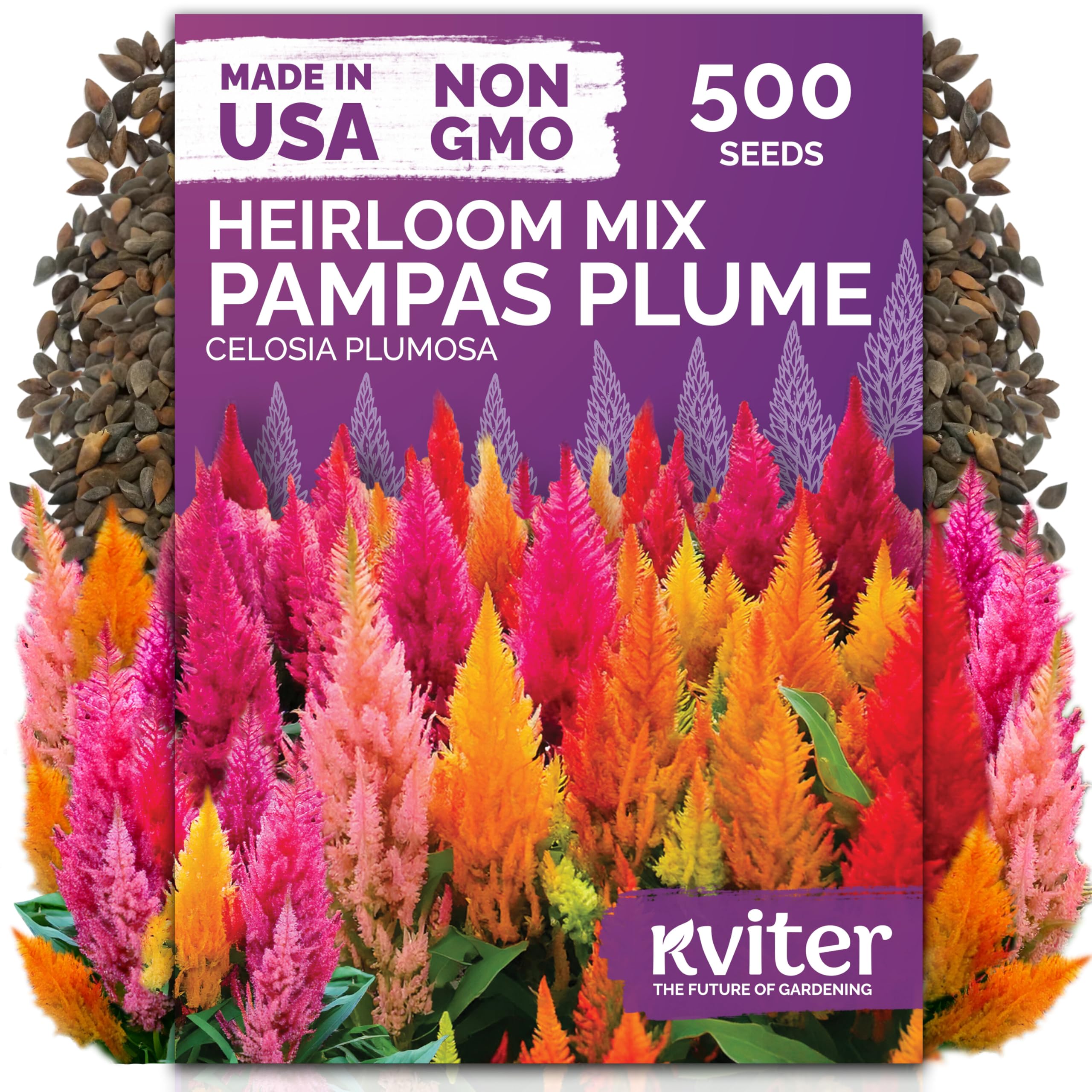 KVITER 500 Mixed Pampas Plume Flower Seeds front view