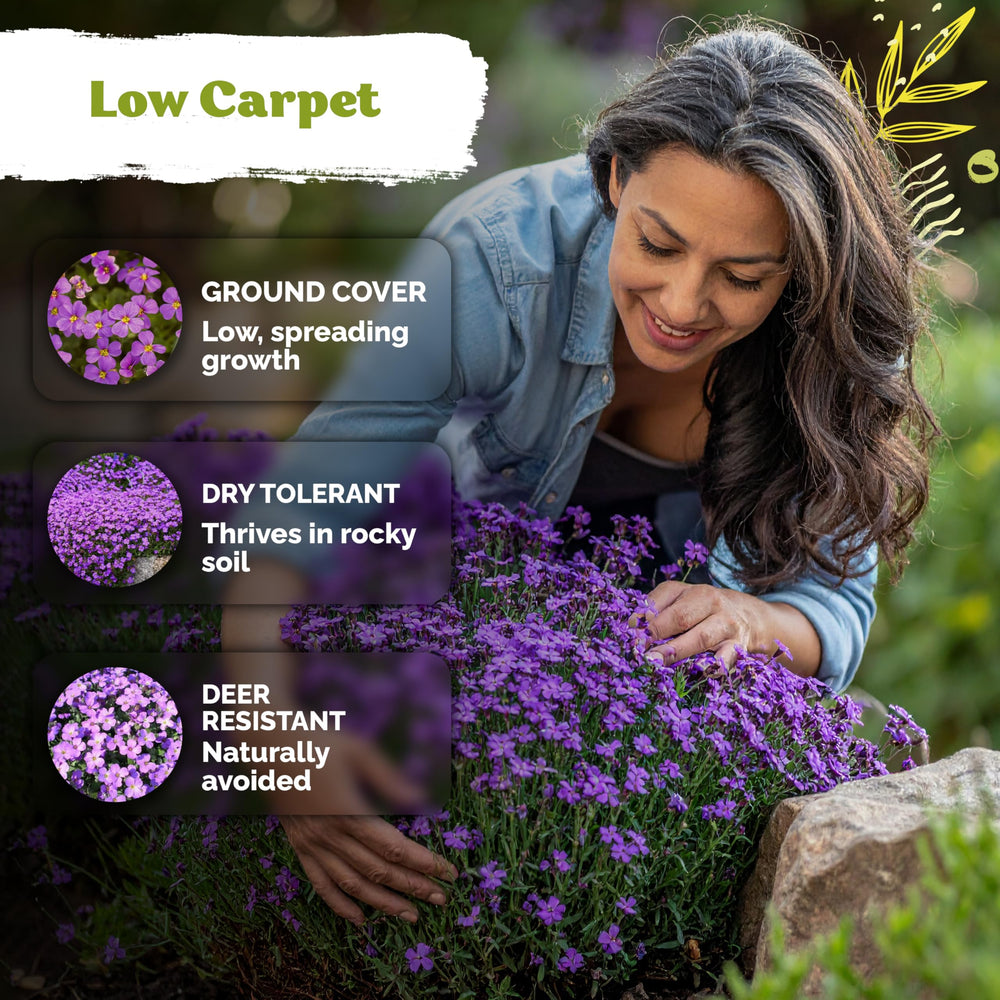 KVITER Aubrieta plants blooming in a garden
