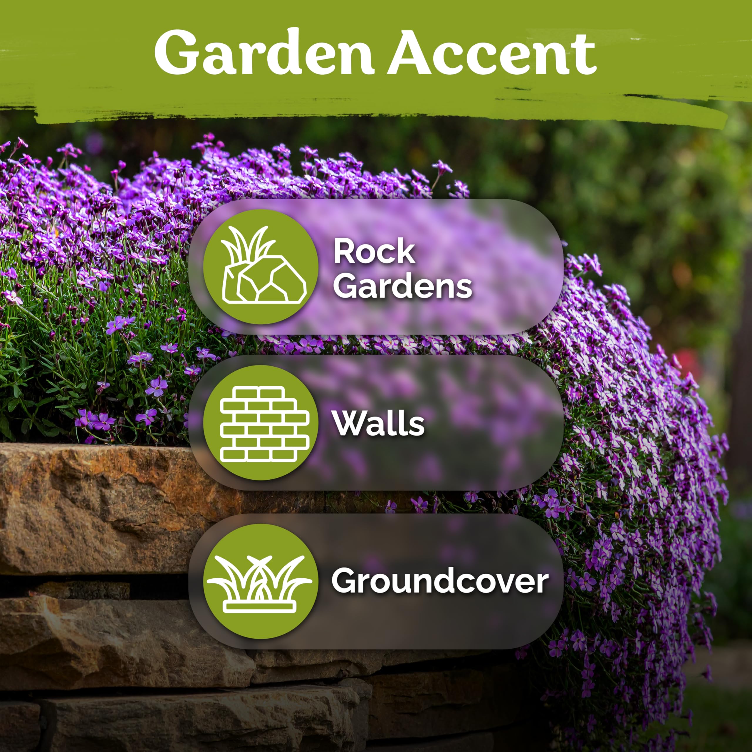 KVITER Aubrieta Rock Cress flower plants covering a slope