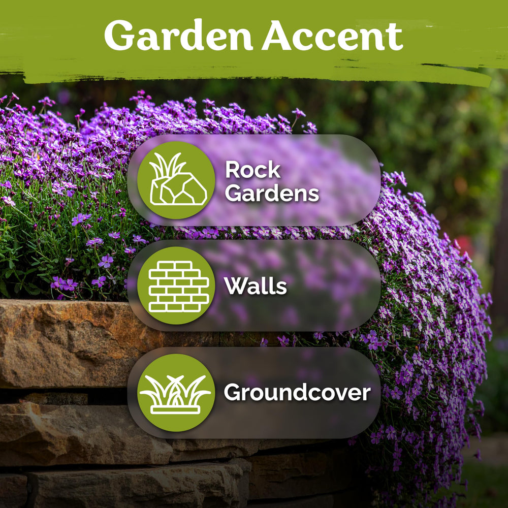 KVITER Aubrieta Rock Cress flower plants covering a slope
