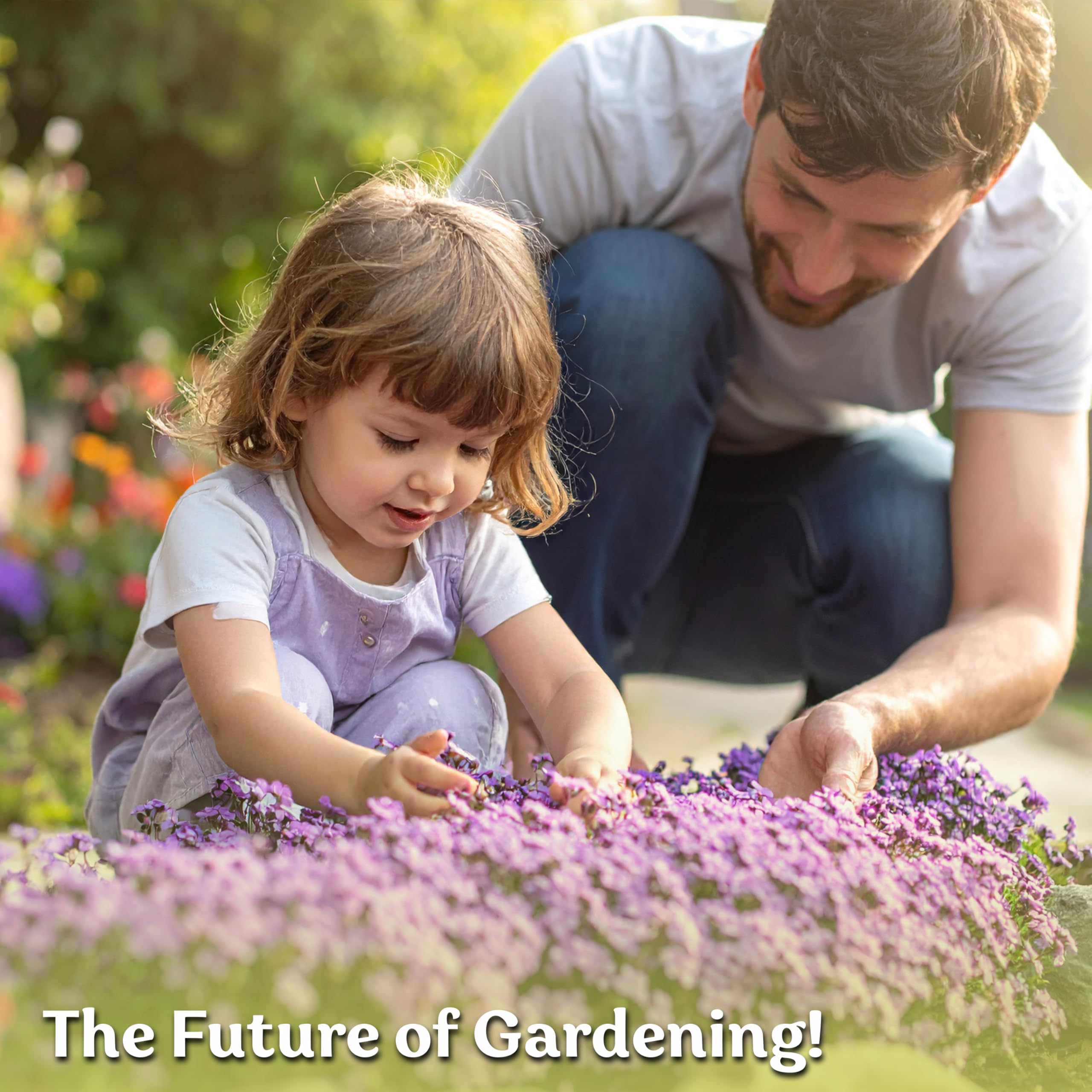 KVITER Aubrieta seeds packet with planting instructions
