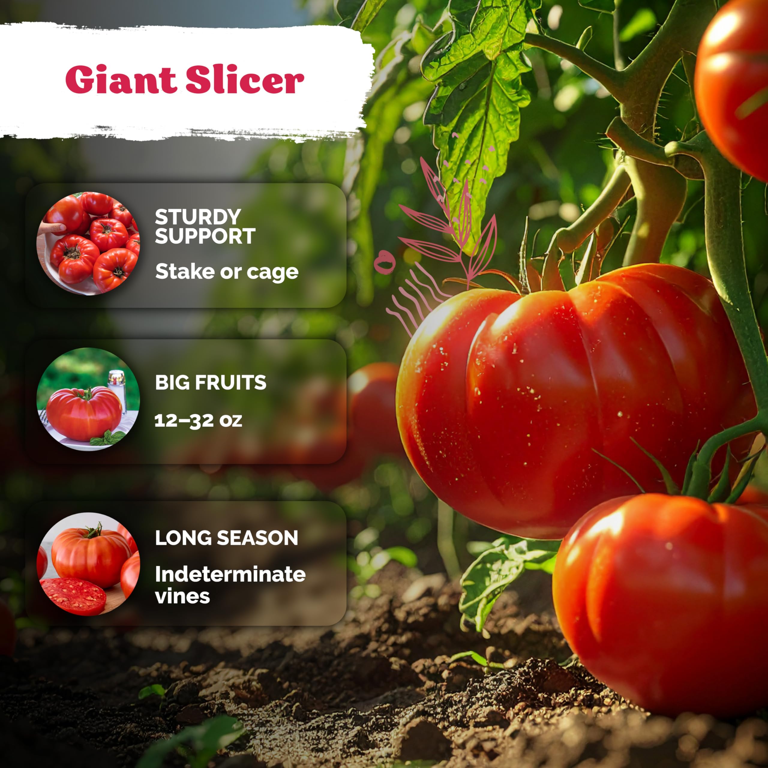 KVITER Beefsteak tomato plant in a garden with ripe tomatoes