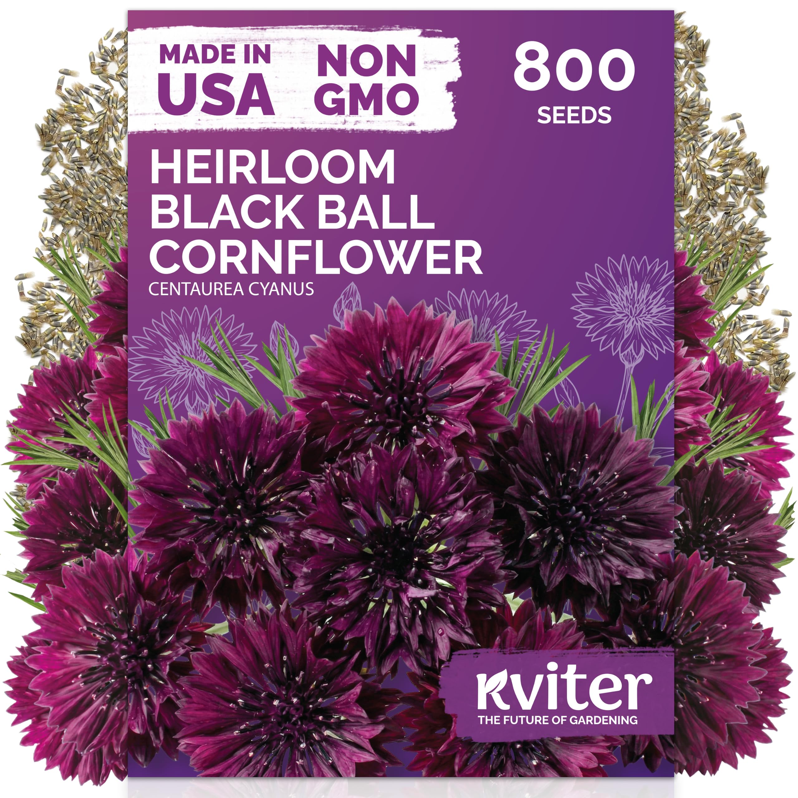 KVITER Black Ball Cornflower Seeds packet front view