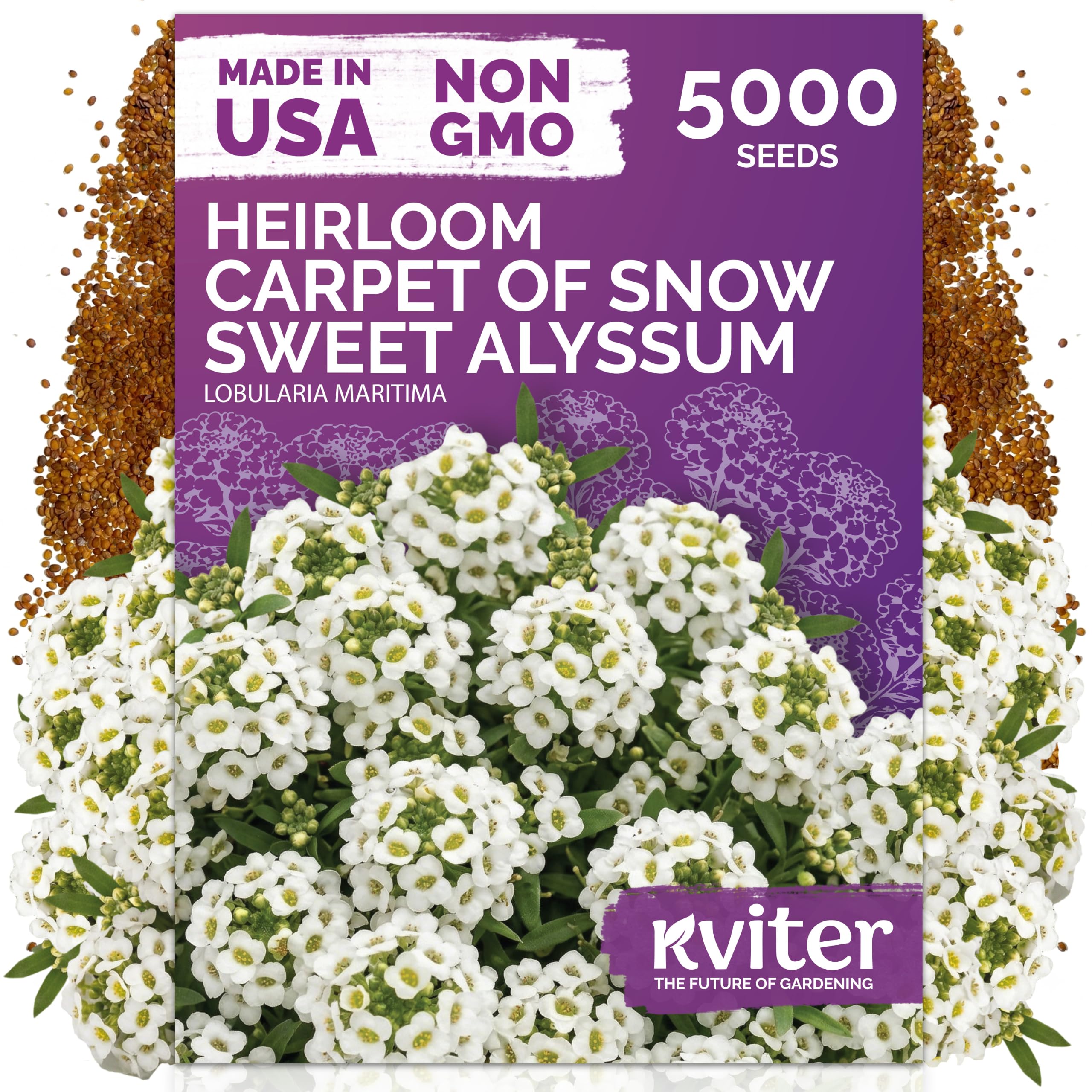 KVITER Carpet of Snow Sweet Alyssum Seeds packet front view