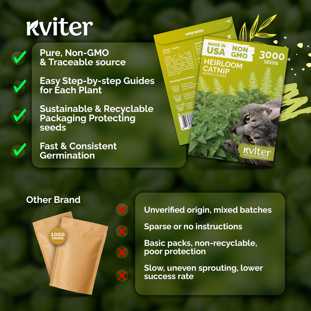 KVITER catnip herb with pale blue flowers