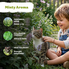 KVITER catnip plants in a garden setting