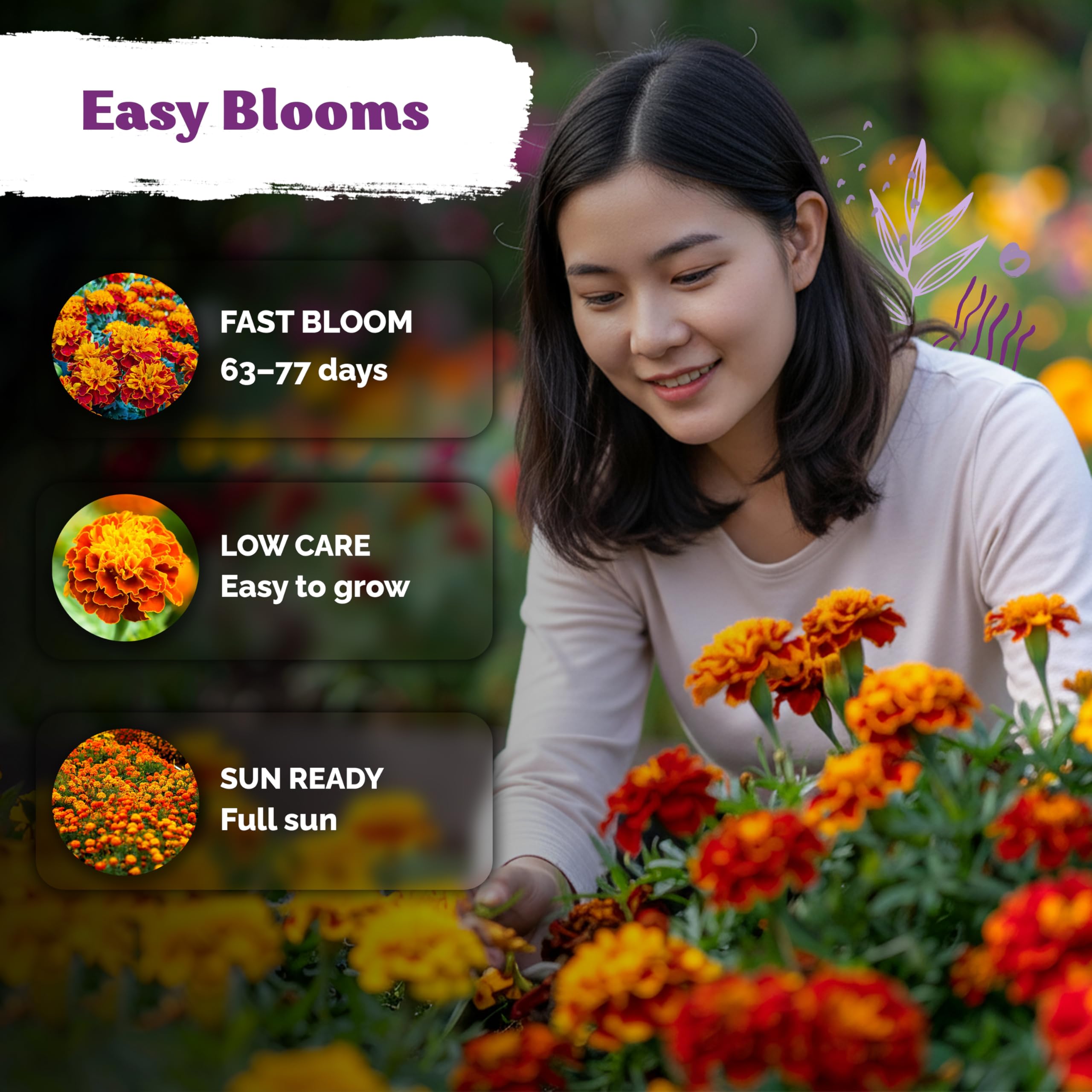 KVITER French Marigold seeds planted in garden