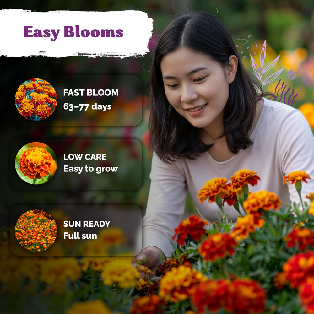 KVITER French Marigold seeds planted in garden