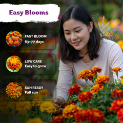 KVITER French Marigold seeds planted in garden