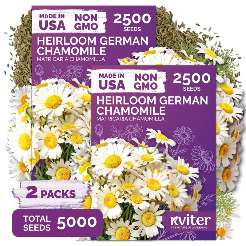 KVITER German Chamomile Herb Seeds 5,000 pack front view