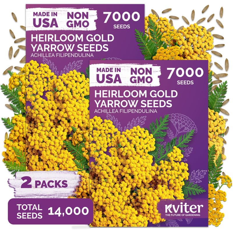 KVITER Gold Yarrow Heirloom Flower Seeds package front view