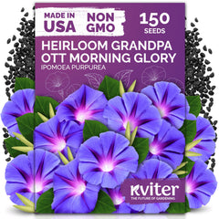 KVITER Grandpa OTT Morning Glory flower seeds packet front view