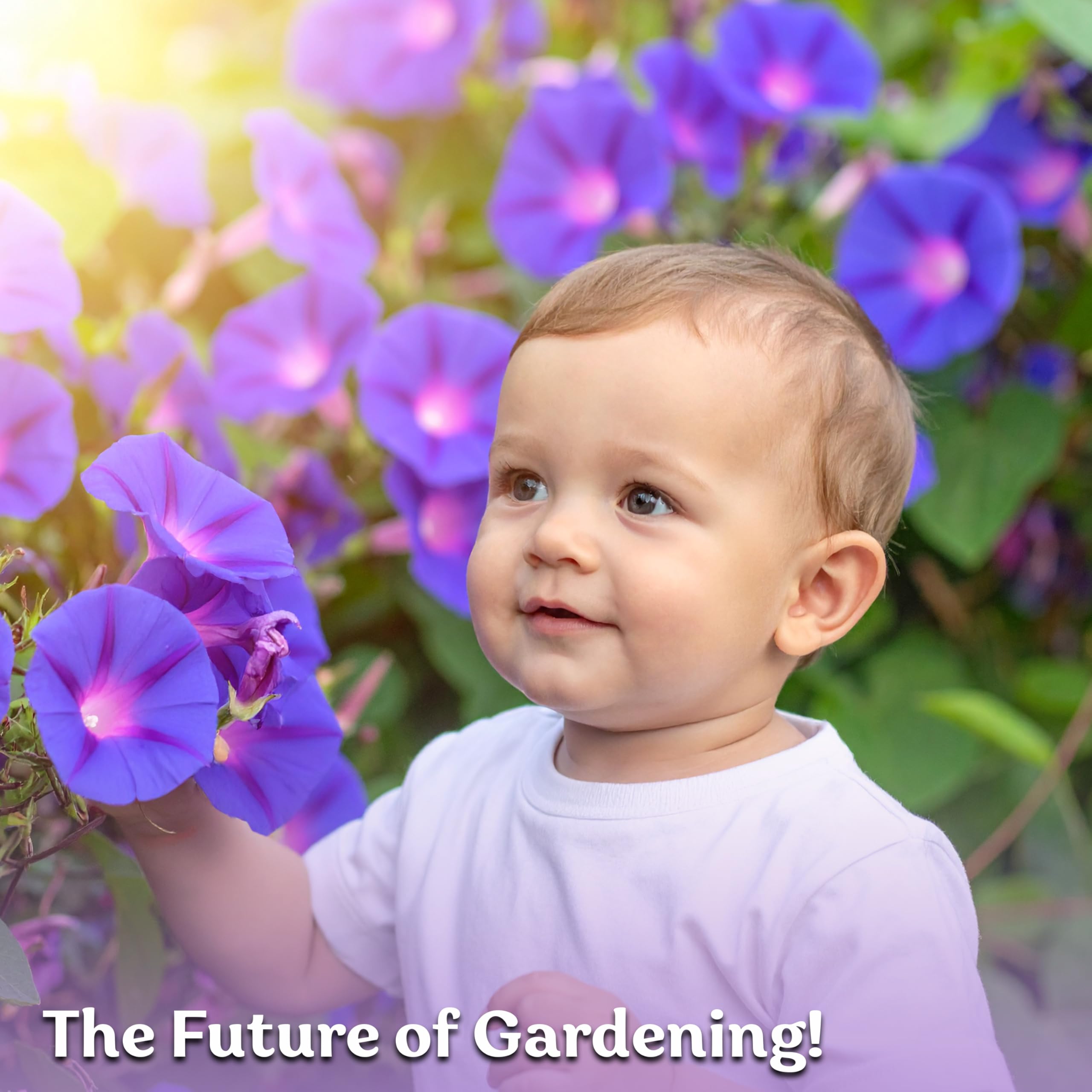 KVITER Grandpa OTT Morning Glory flowers in full bloom