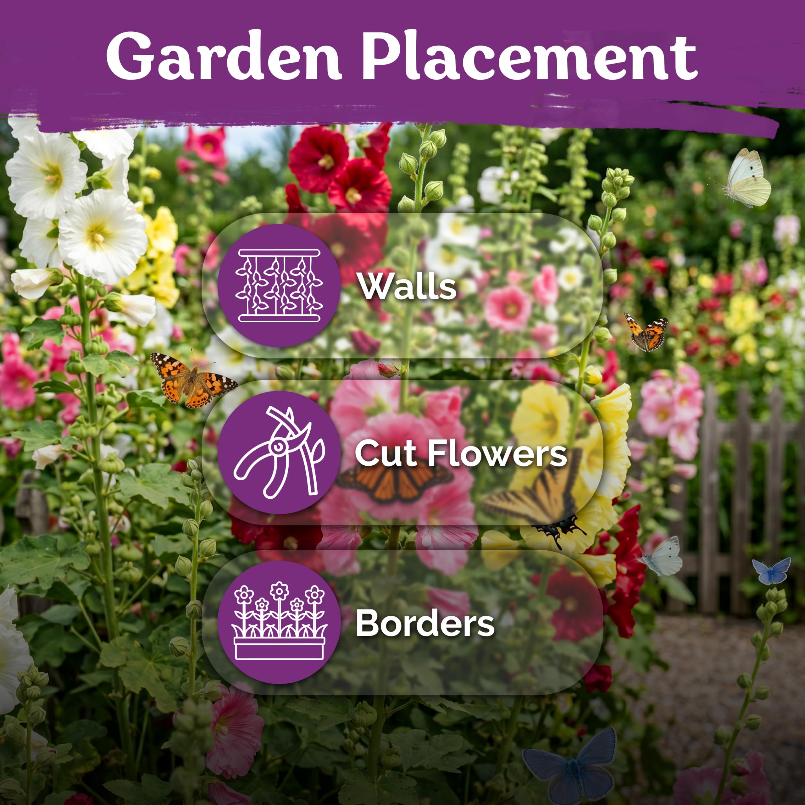 KVITER Hollyhock seed packet with detailed description