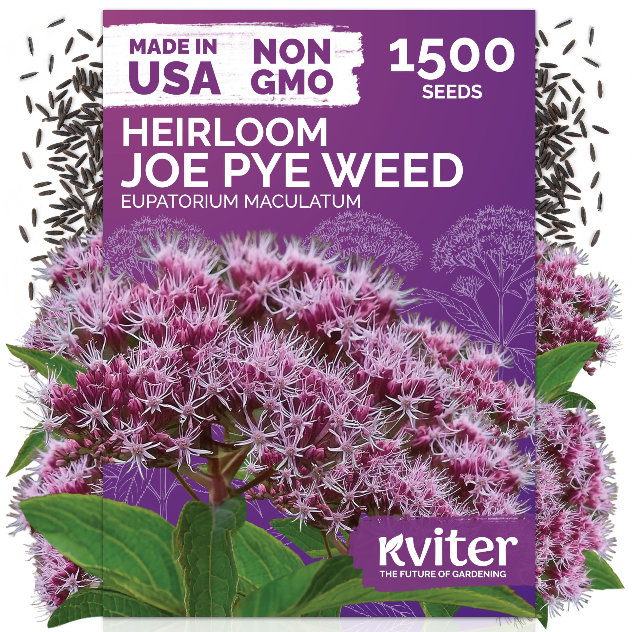KVITER Joe Pye Weed heirloom flower seeds package front view