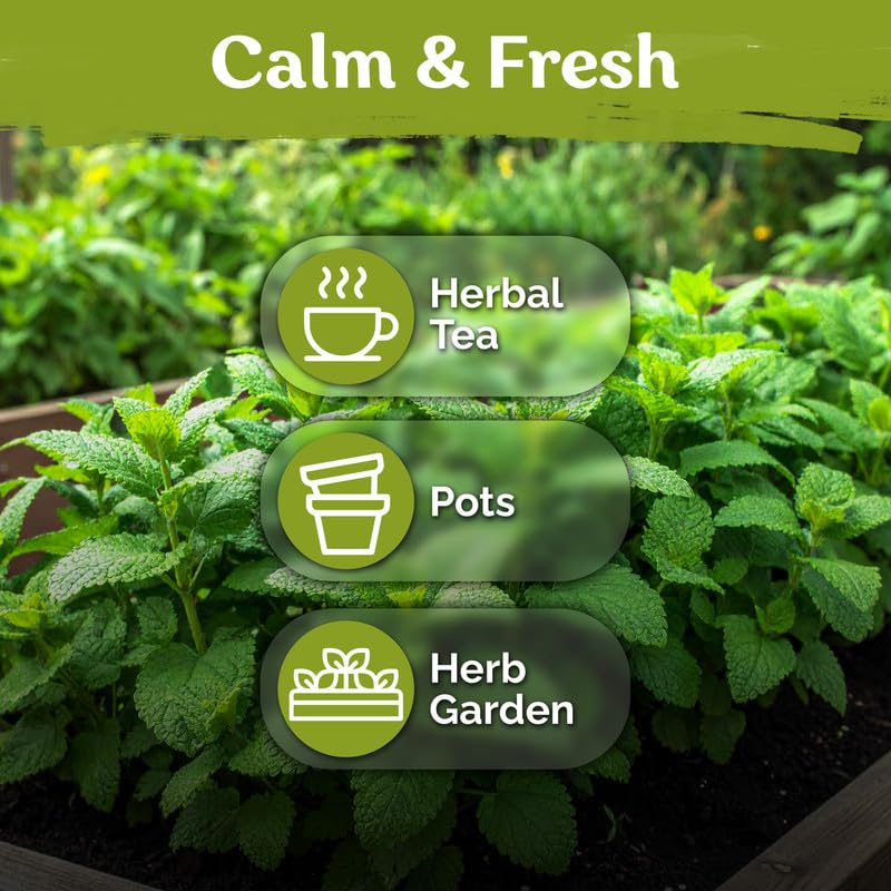 KVITER Lemon Balm seeds on a wooden table