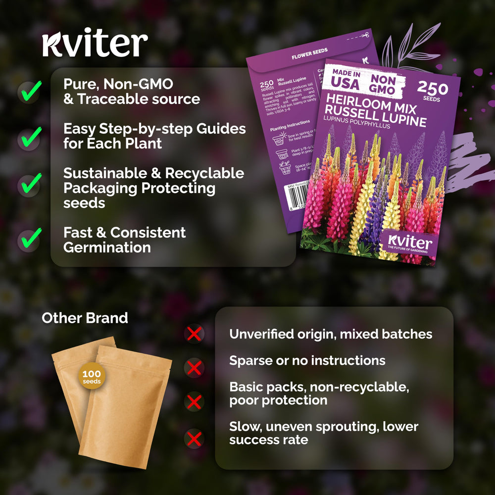 KVITER lupine flowers growing tall in garden