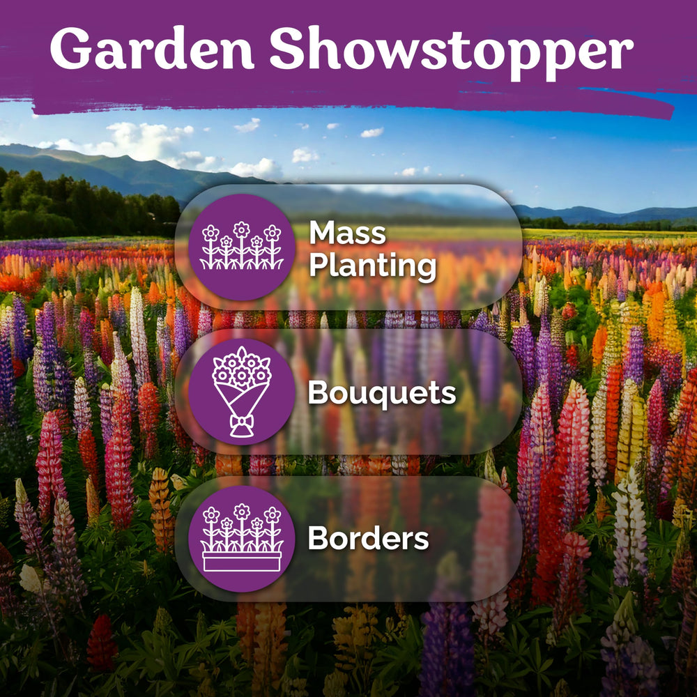KVITER lupine seeds with soil for planting