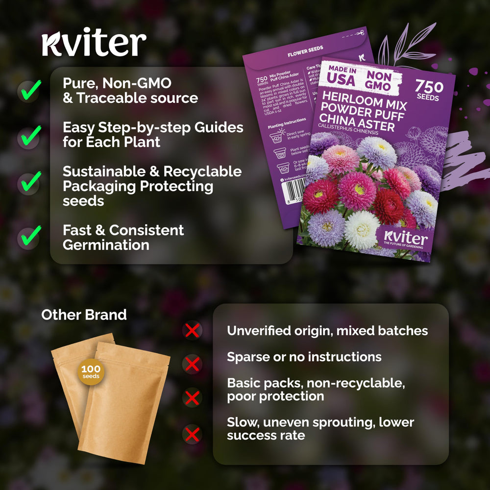 KVITER Mix Powder Puff China Aster flowers arranged in a vase