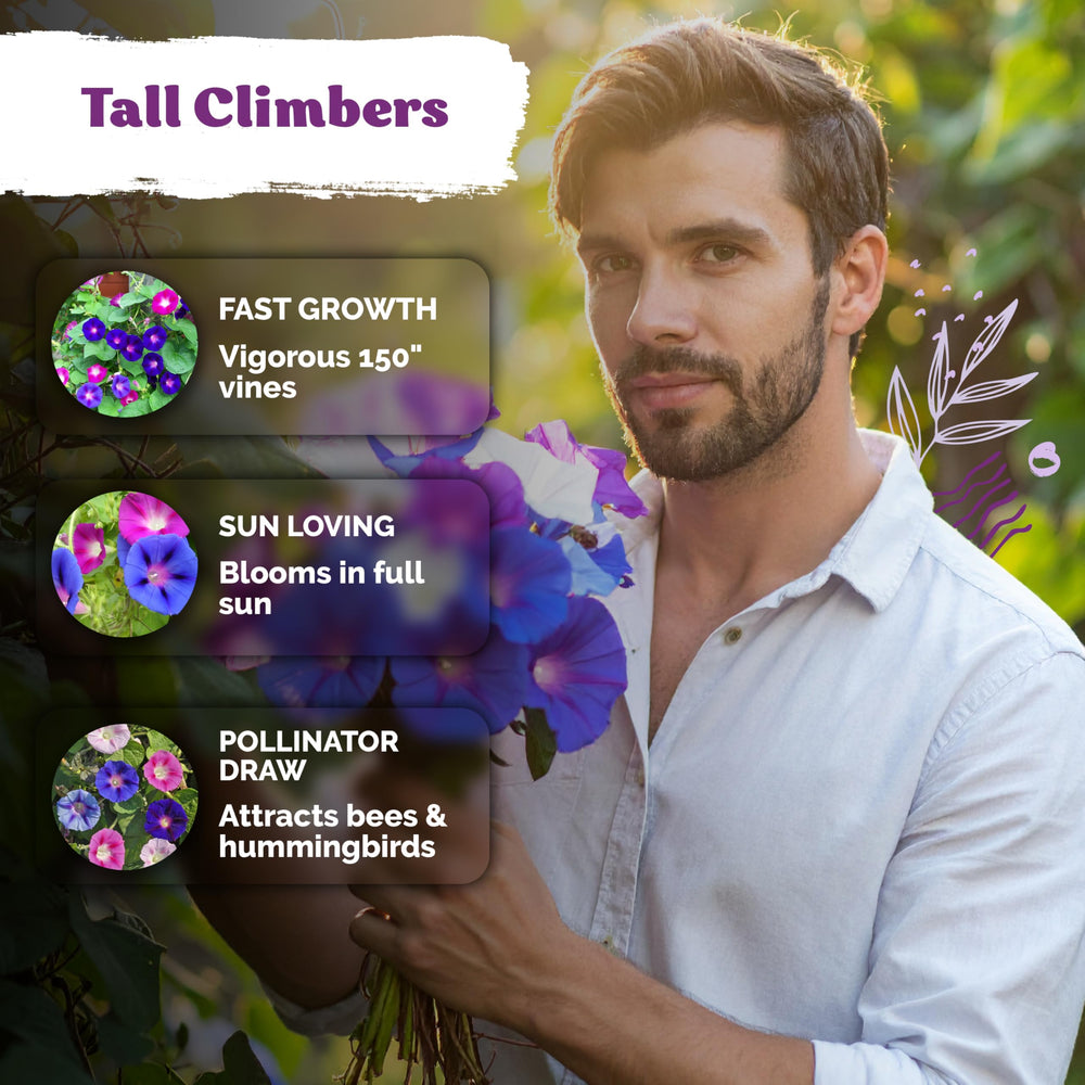 KVITER Morning Glory flowers blooming on a trellis