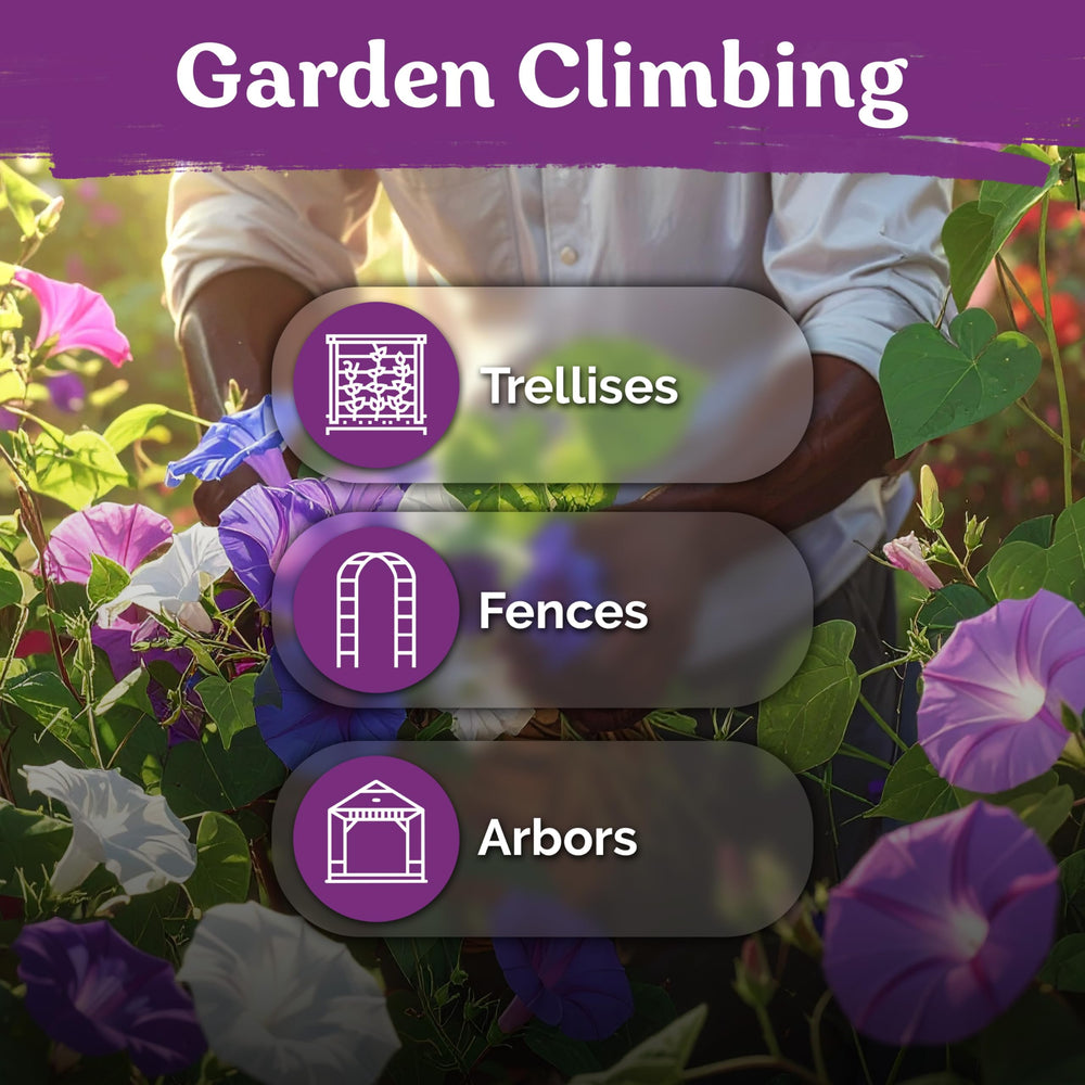 KVITER Morning Glory seeds being planted in soil