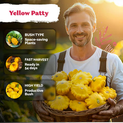 KVITER Patty Pan Yellow Squash plant in garden.